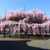 奈良山の辺の道の超巨大桜