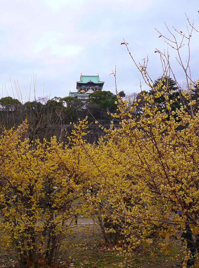 大阪城の蝋梅