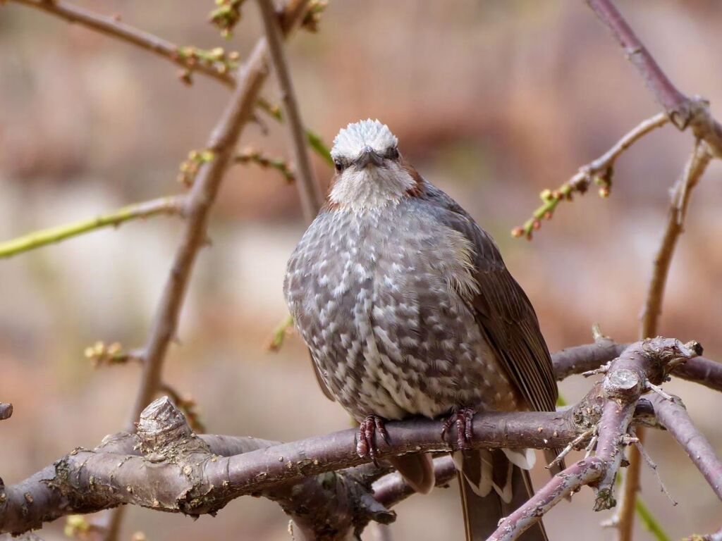 鳥090873 (1280x960)