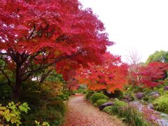 美の極致堺大仙公園の日本庭園