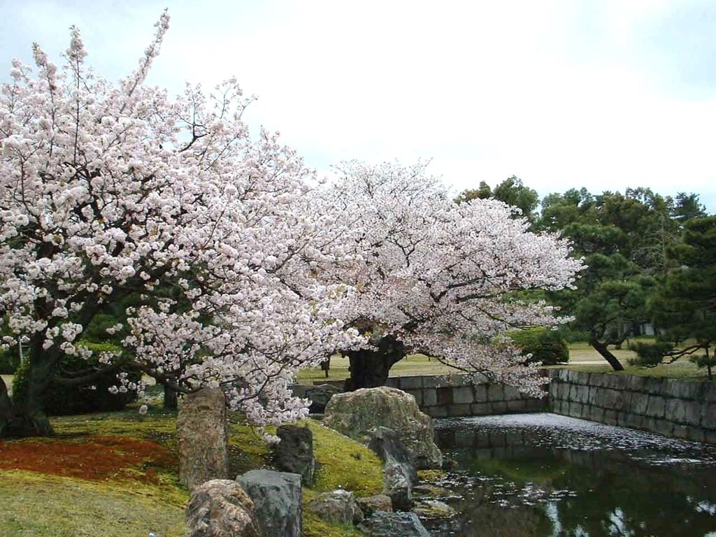 京都二条城の枝垂れ桜