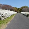 雪柳街道