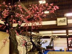大阪天満宮の盆梅展