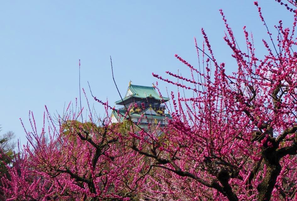 大阪城の残り梅