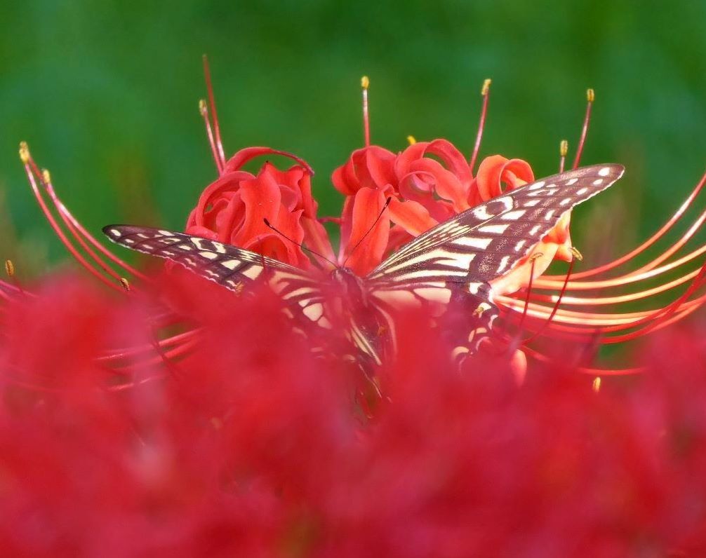 万博公園の彼岸花