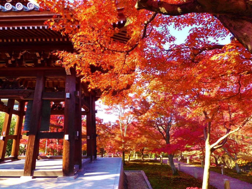 京都一の紅葉智積院