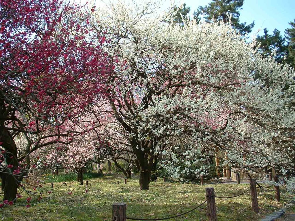 京都府立植物園の梅