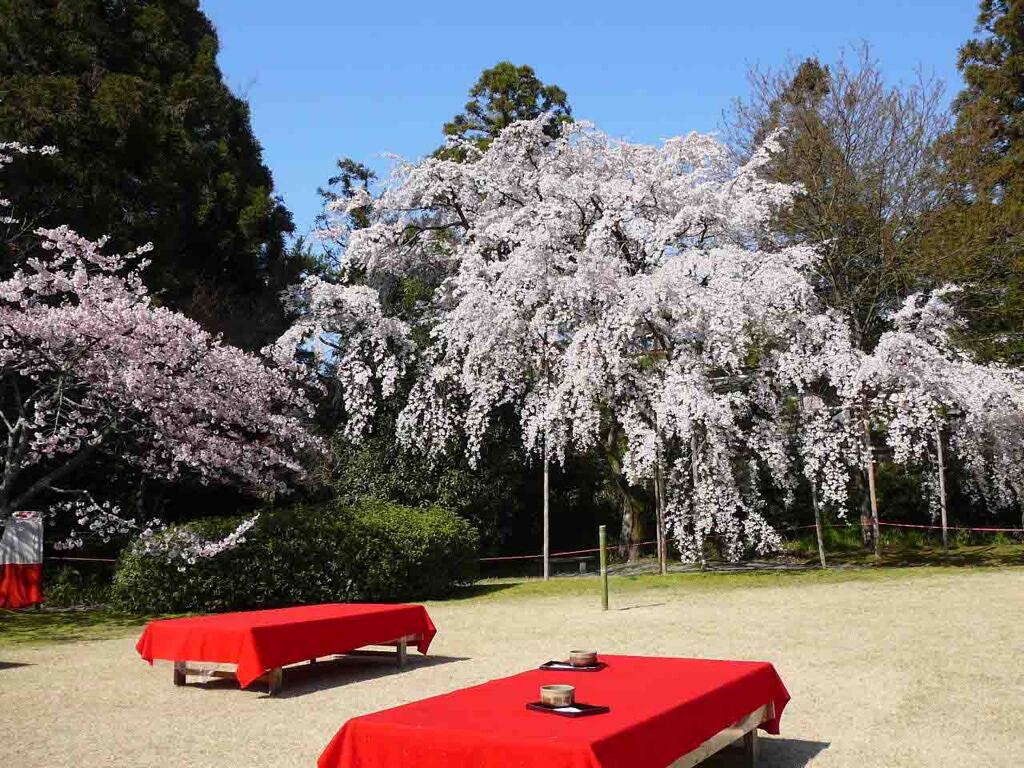 京都醍醐寺の桜