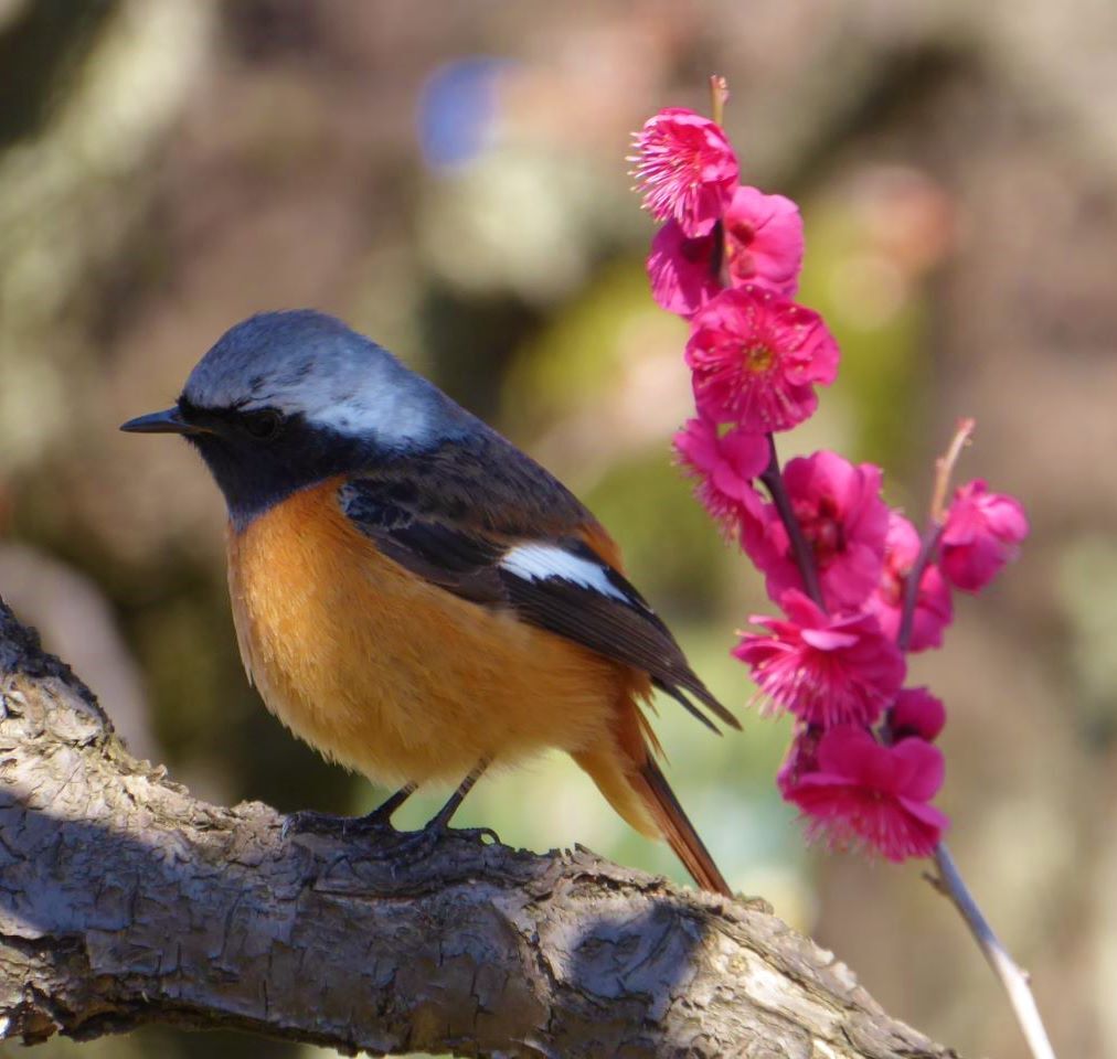 紅梅とジョウビタキ