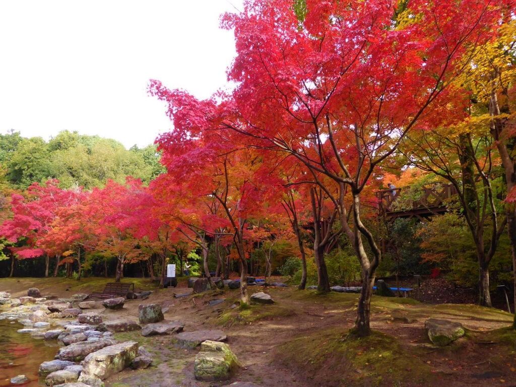 美の極致の紅葉万博公園