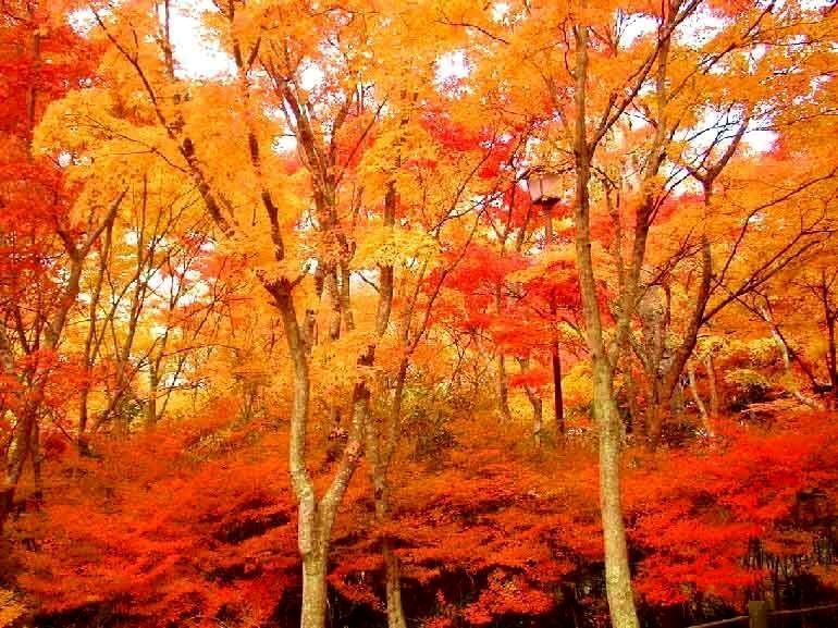 日本一の紅葉