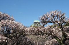 大阪城の白梅