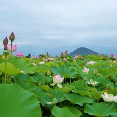 極楽浄土の蓮