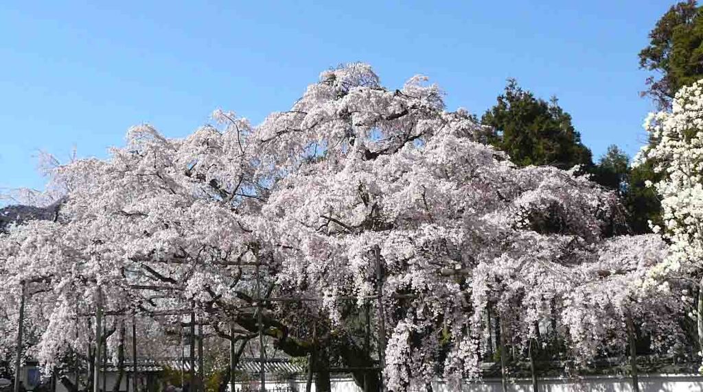 京都醍醐寺の桜