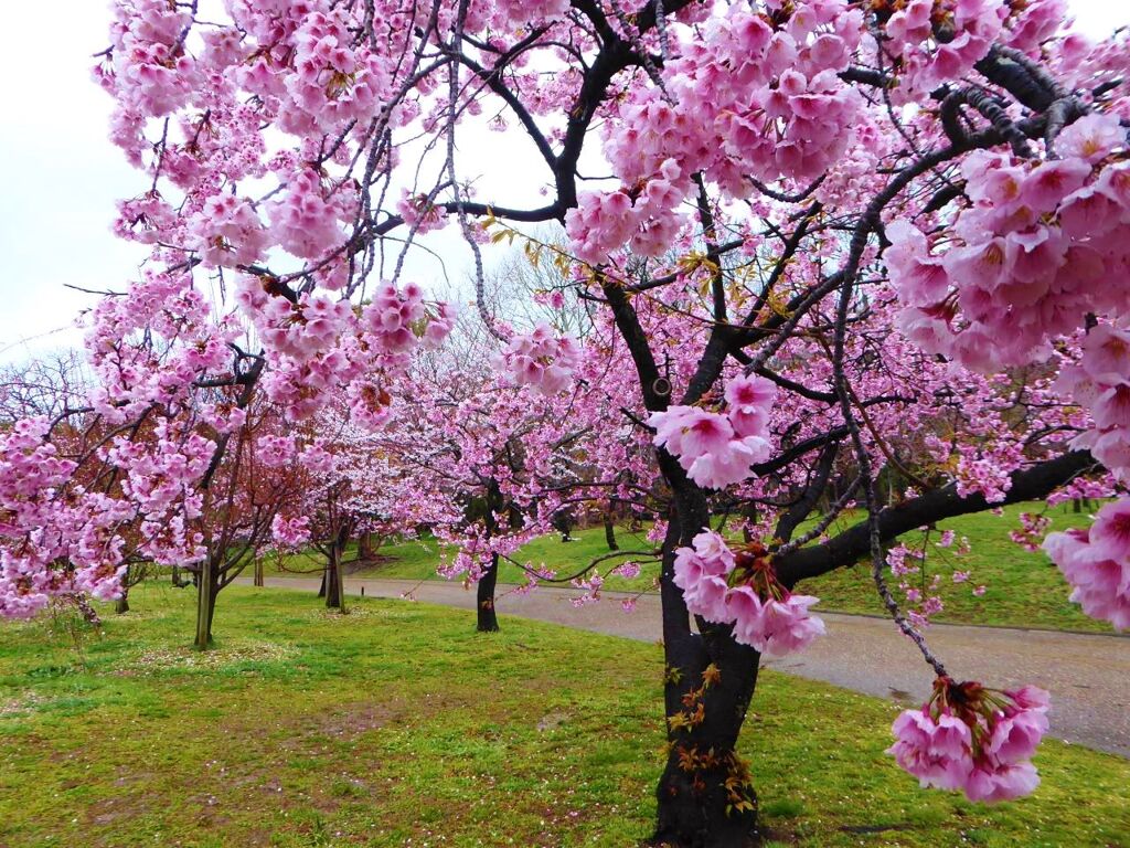 オオカン桜