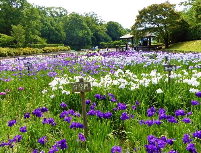 馬見丘陵公園の菖蒲