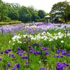 馬見丘陵公園の菖蒲