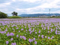 日本最大のホテイアオイ