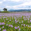 日本最大のホテイアオイ