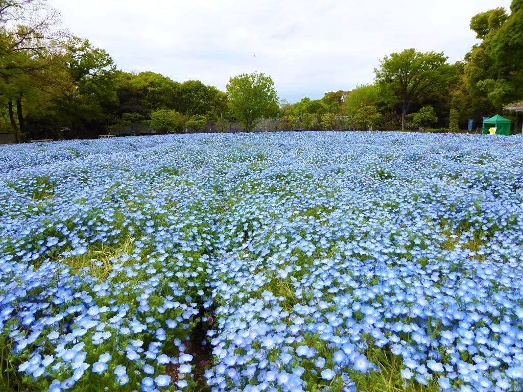 長居植物園のネモフィラ