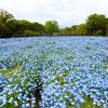 長居植物園のネモフィラ