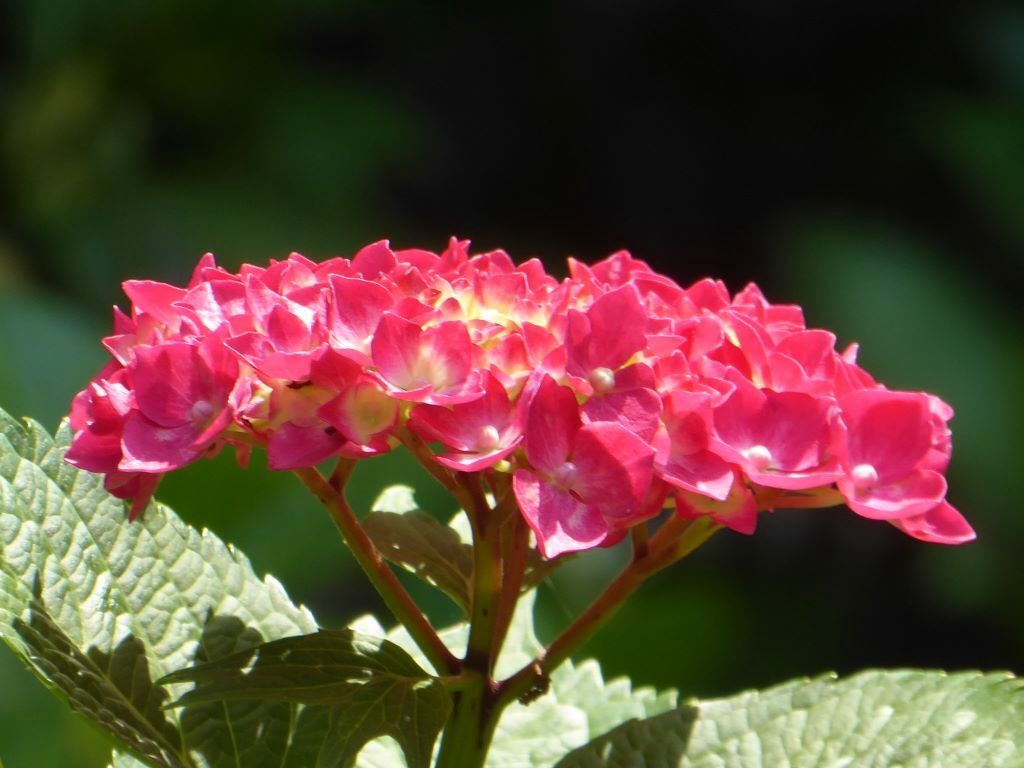 三室戸寺の紫陽花