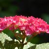 三室戸寺の紫陽花