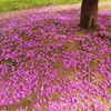 散り八重桜