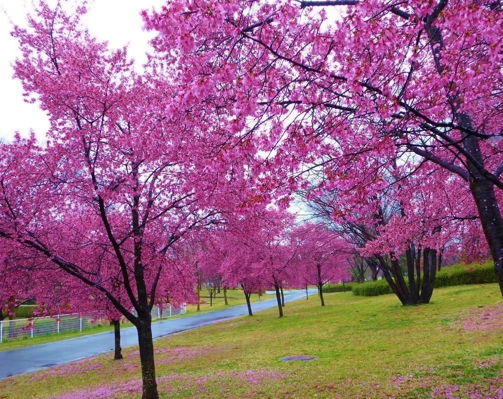 オカメ桜の道