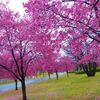 オカメ桜の道