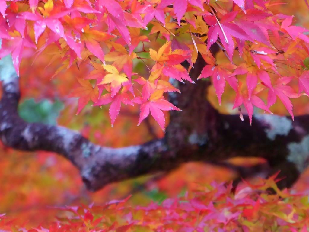 奈良公園の紅葉