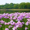 長居植物園の菖蒲