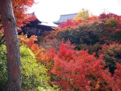 世界一の紅葉京都東福寺