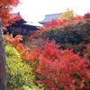 世界一の紅葉京都東福寺