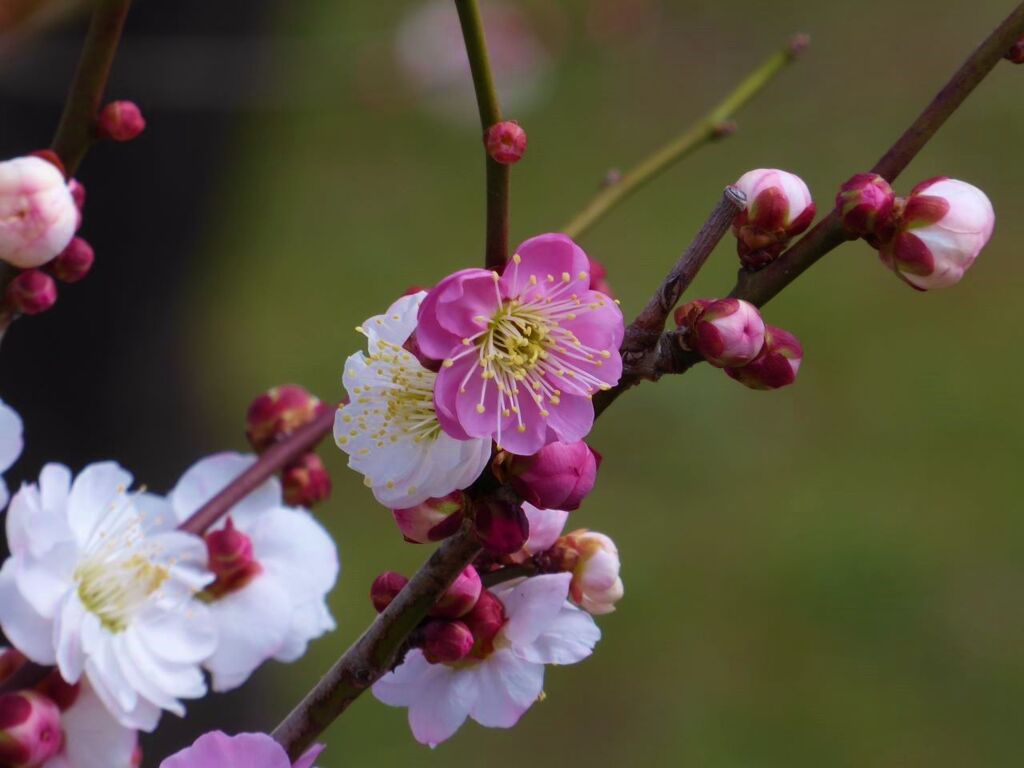 大阪城の思いのまま梅 By 正道 Id 写真共有サイト Photohito