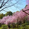 天空の桜