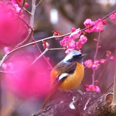 ジョウビタキと寒紅梅