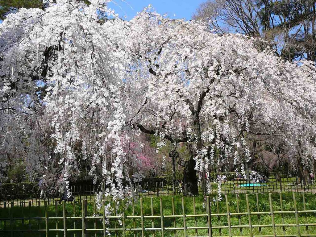 糸桜