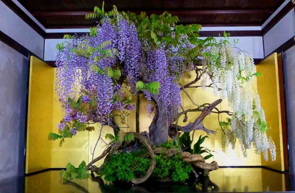 世界一の盆藤展