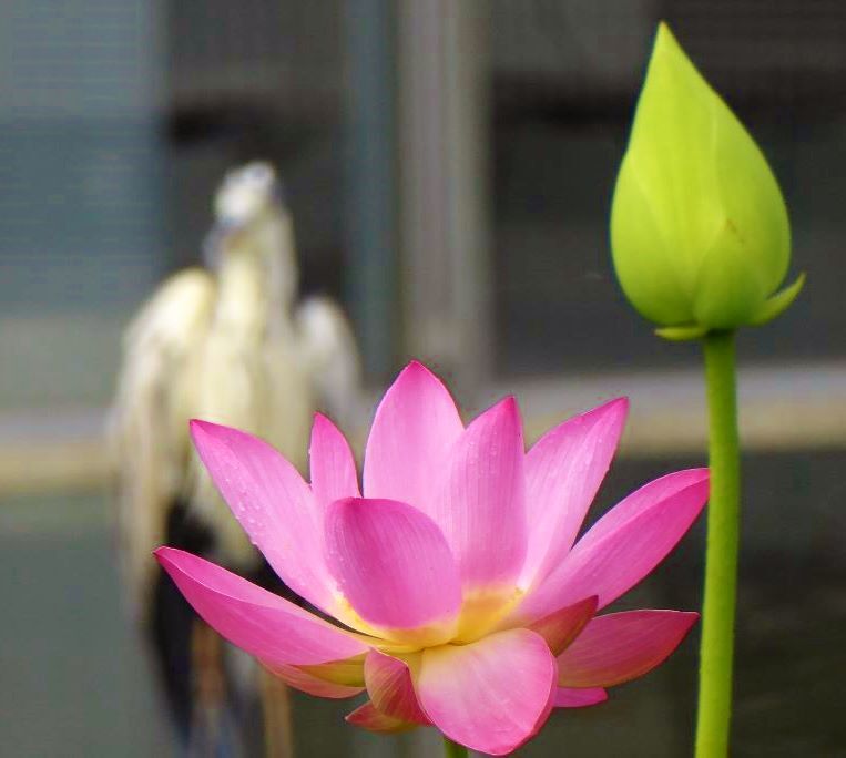 さぎと蓮