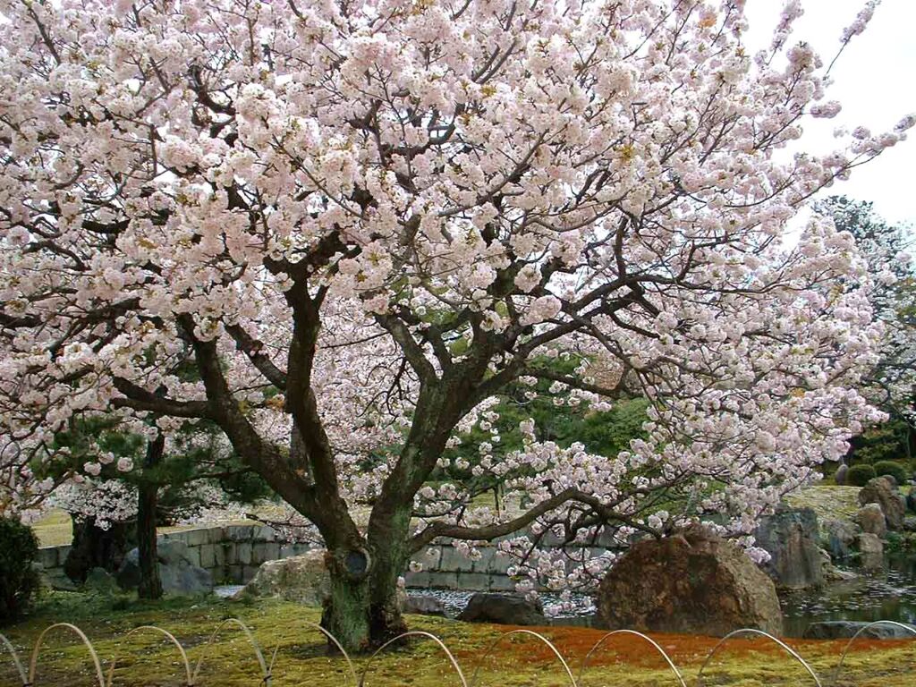 京都二条城の枝垂れ桜