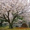 京都二条城の枝垂れ桜