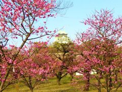 大阪城の梅