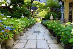 坐摩神社（いかすりじんじゃ）の紫陽花