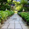 坐摩神社（いかすりじんじゃ）の紫陽花