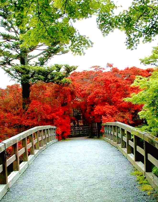 圧巻のつつじ
