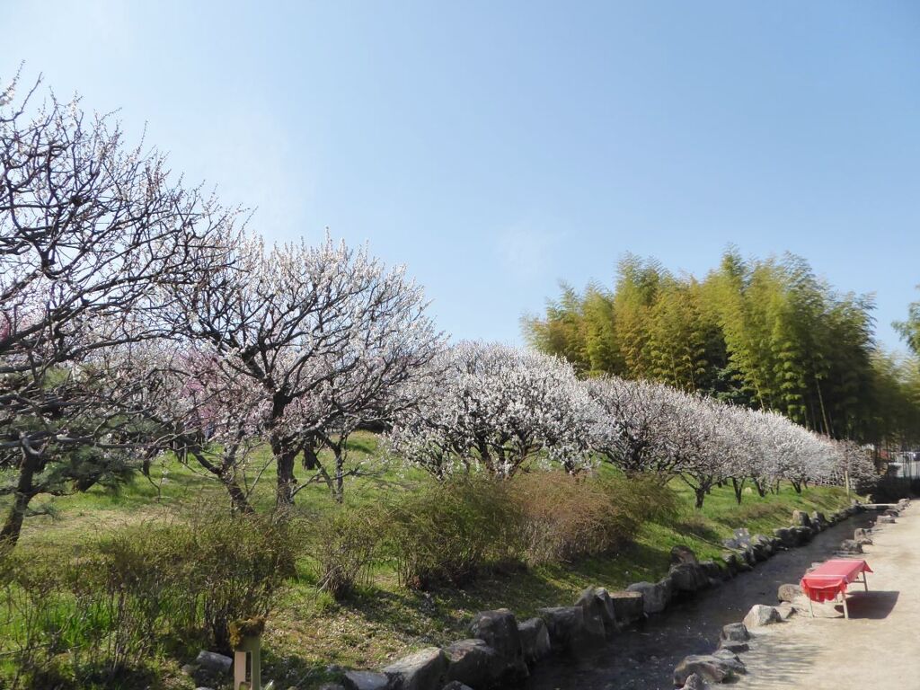 万博公園の梅