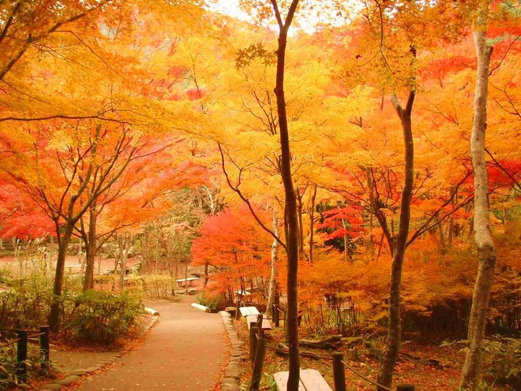 日本一の紅葉