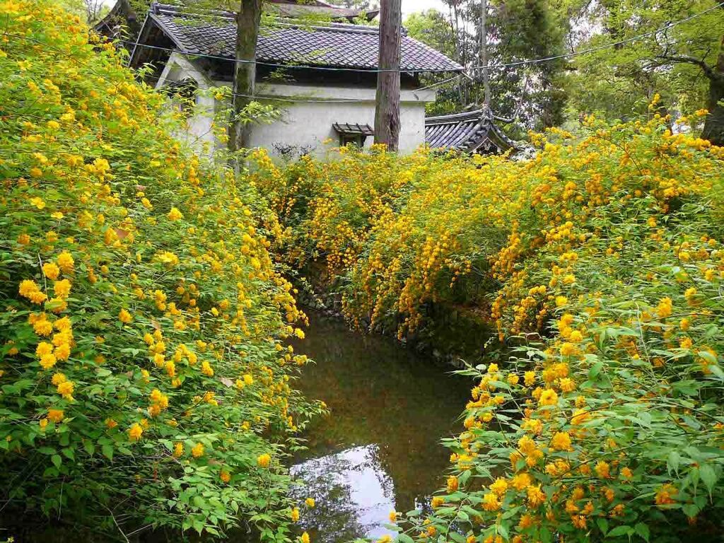 松尾大社の山吹