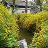 松尾大社の山吹